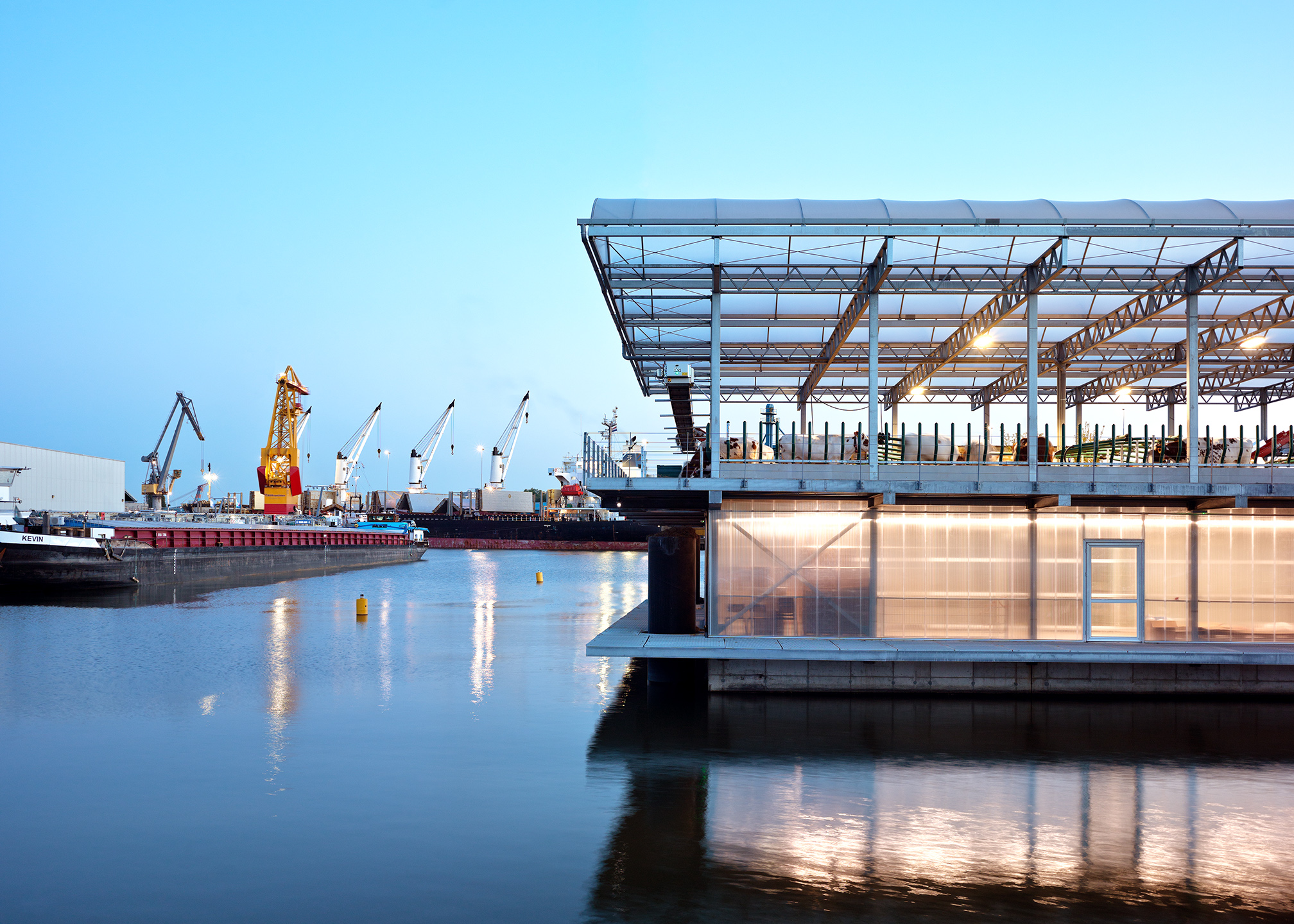 Floating Farm, Rotterdam, Cow 4